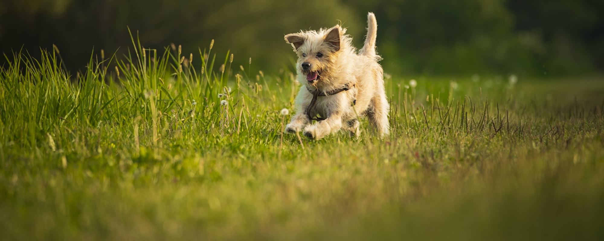 Hund rennt fröhlich durch eine Löwenzahnwiese