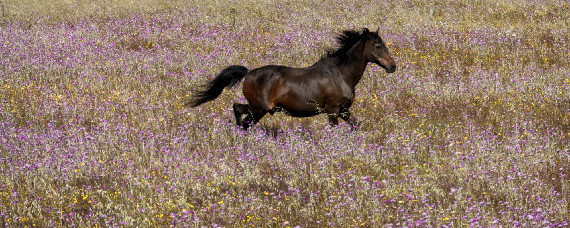 Pferd galoppiert in ganzer Größe durch eine Blumenwiese