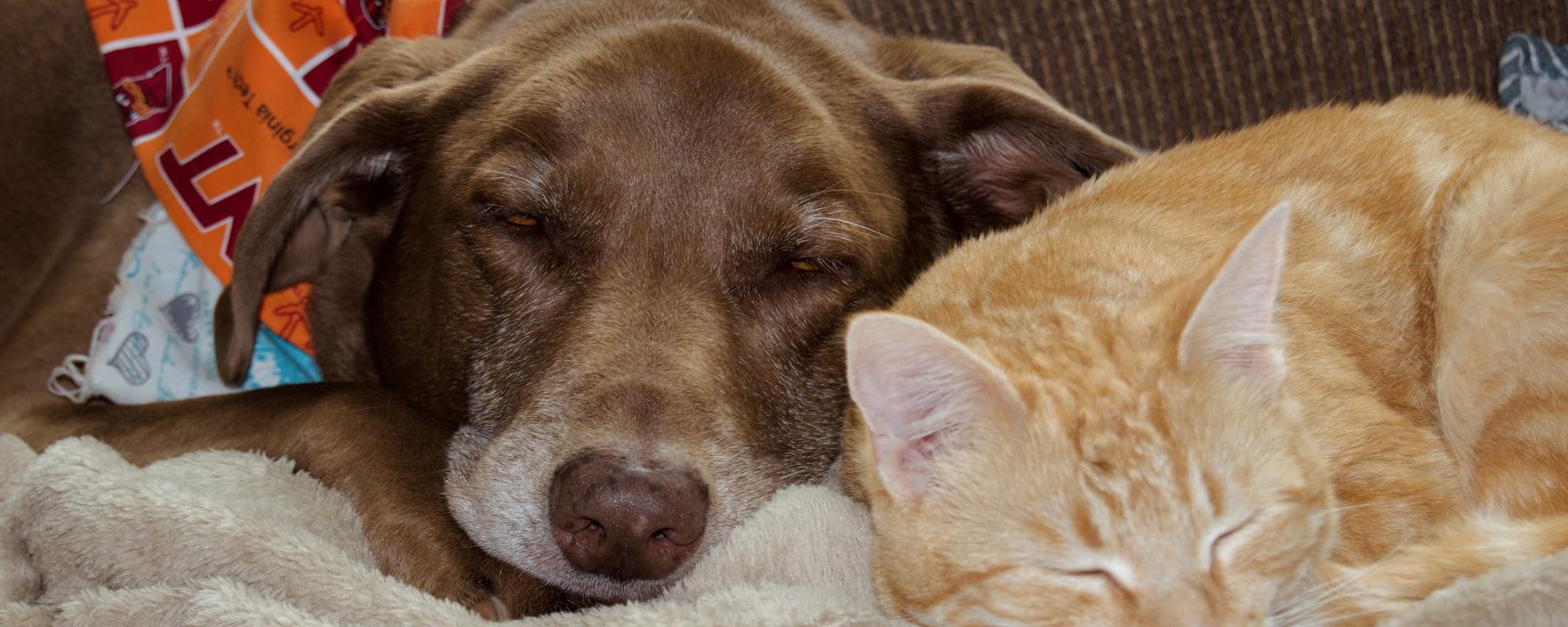 Hund und Katze schlafen aneinandergekuschelt