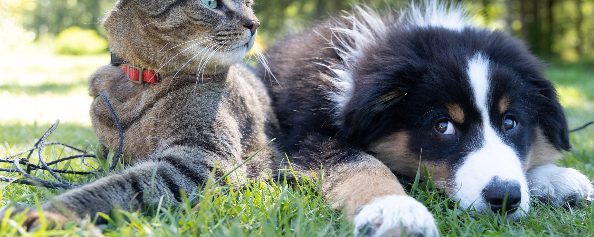 Katze und junger Hund liegen nebeneinander im Gras