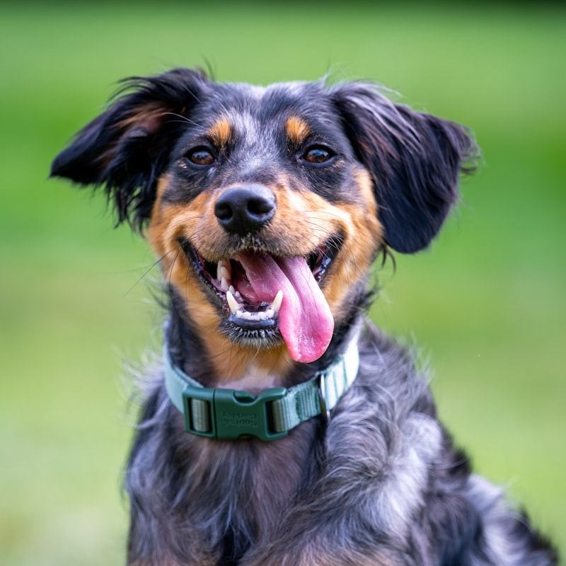 Hund mit türkisem Halsband lacht in die Kamera