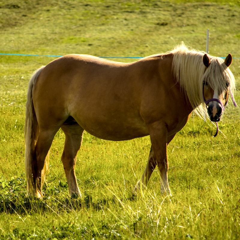 Haflinger steht in ganzer Größe auf einer Sommerweide