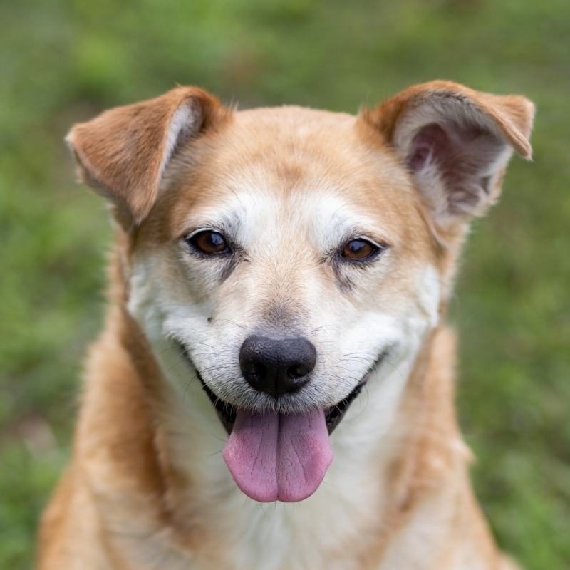 Hund mit hellem Fell lacht auf einer Wiese in die Kamera
