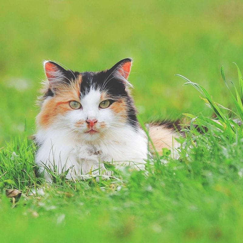 Dreifarbige Katze sitzt aufmerksam im Gras