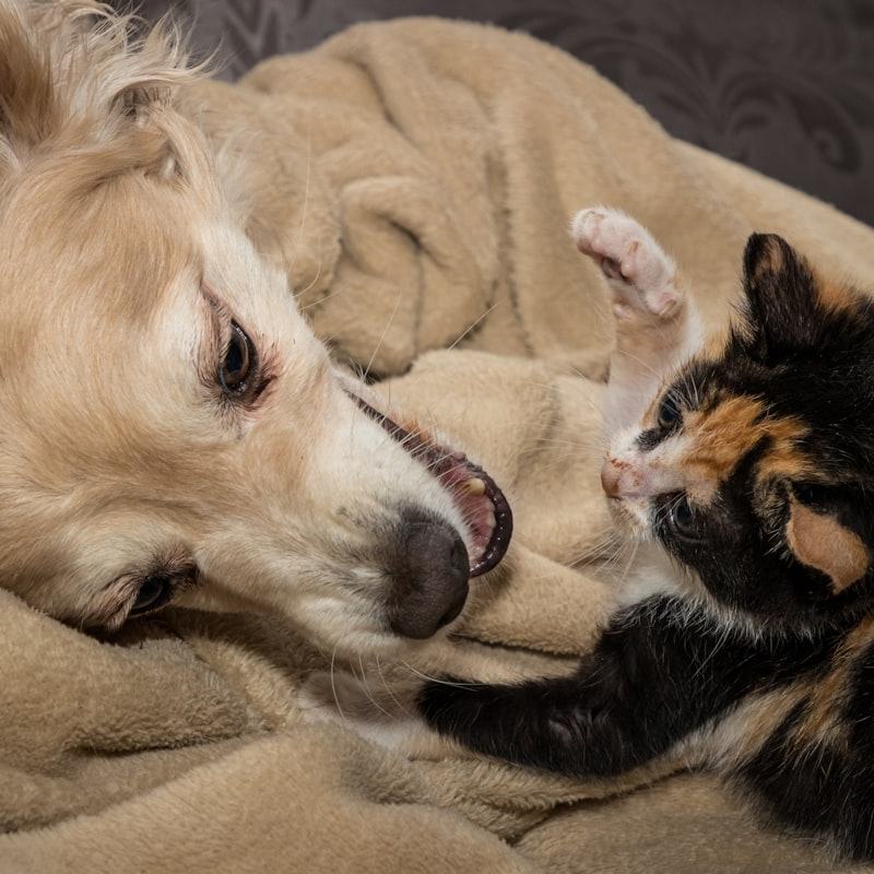 Golden Retriever liegt neben einem kleinen Kätzchen