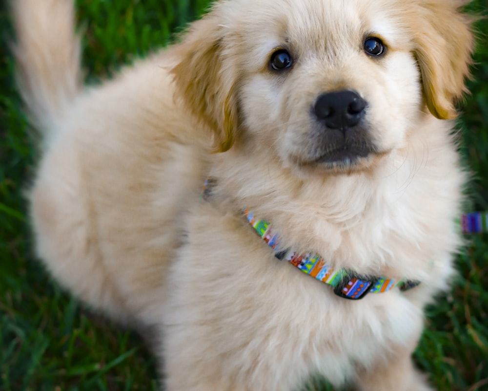Golden-Retriever-Welpe schaut im Gras nach oben in die Kamera