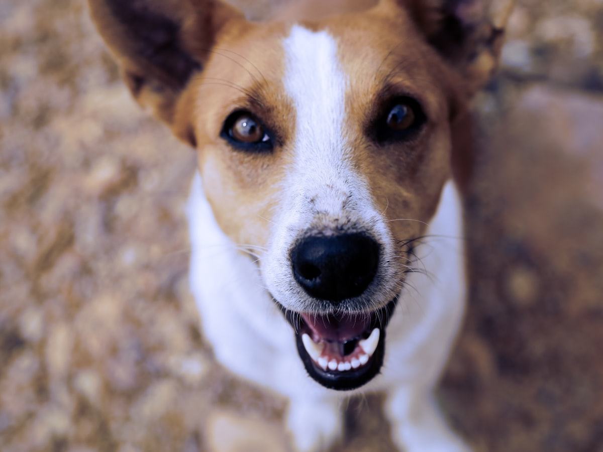 Jack Russell schaut aufmerksam nach oben