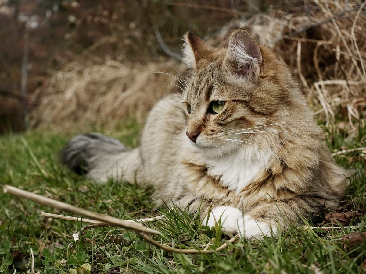 Langhaarkatze liegt entspannt im Gras